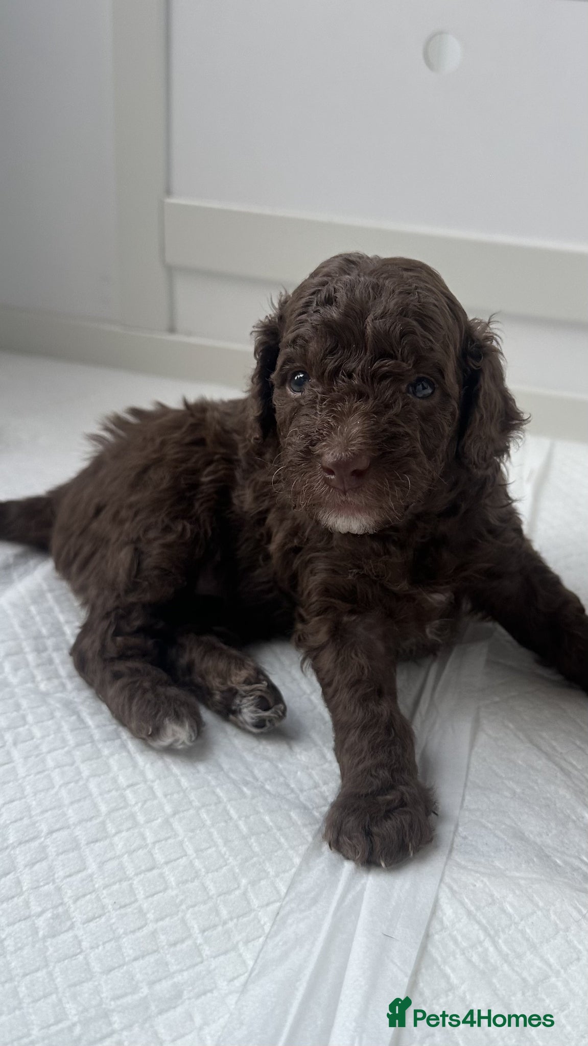 Cockapoo dogs for sale: Beautiful F2B Toy Cockapoo Puppies Ready 1st July  - Advert 4