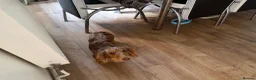 Miniature Dachshund dogs for sale: 1 year old Isabella dapple long haired male  - Advert 2