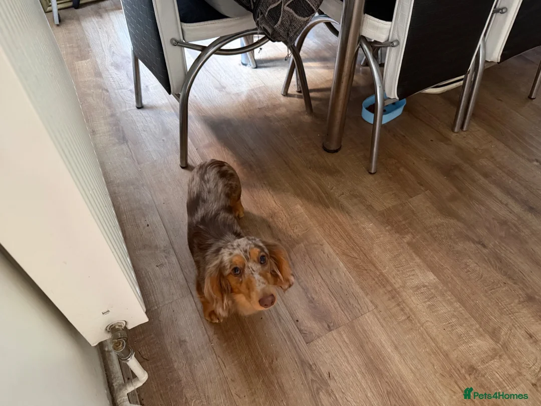 Miniature Dachshund dogs for sale: 1 year old Isabella dapple long haired male  - Advert 2