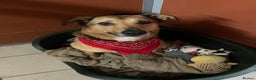 Mixed Breed dogs for adoption: Meet Faye, currently residing in Cheshire  in Nantwich - Advert 6