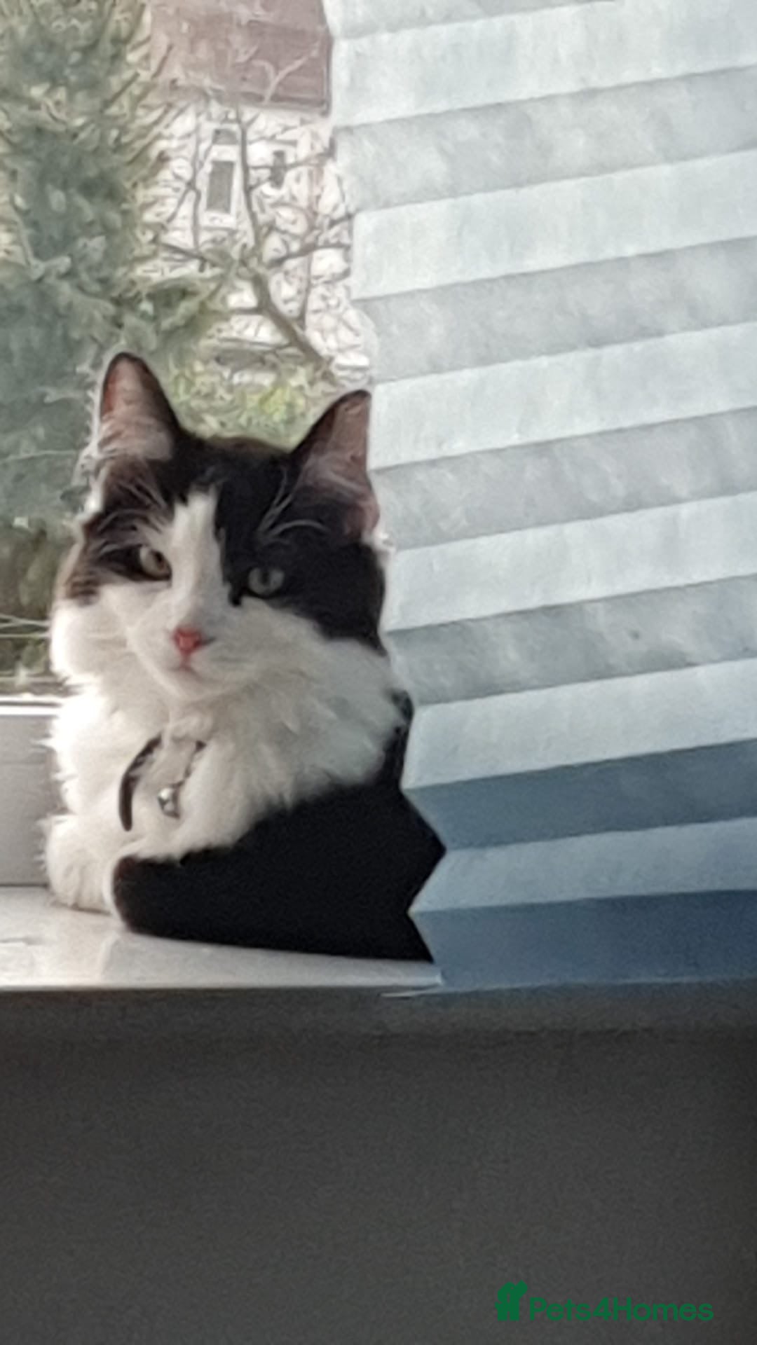 Domestic Shorthair cats Beautiful and friendly kitty!  - Advert 2