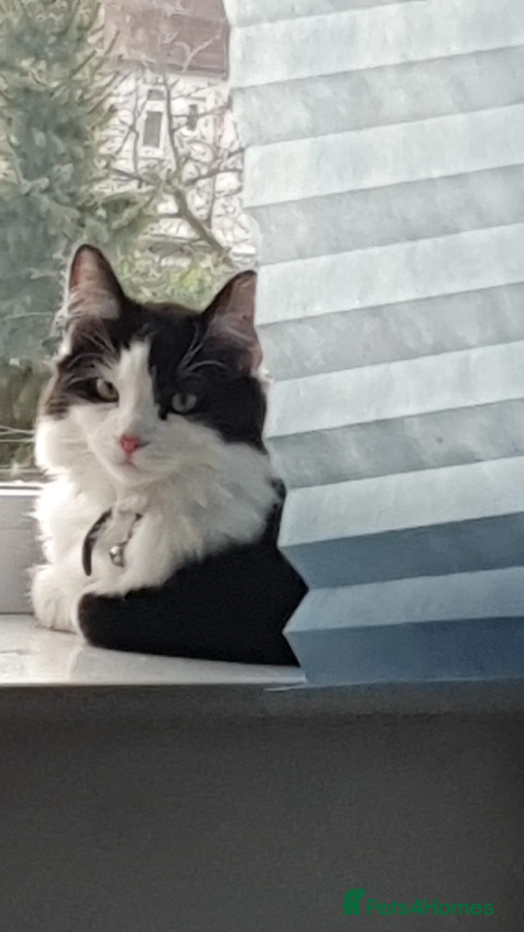 Domestic Shorthair cats for sale: Beautiful and friendly kitty!  - Advert 1