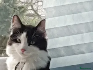 Domestic Shorthair cats Beautiful and friendly kitty! - Advert 2