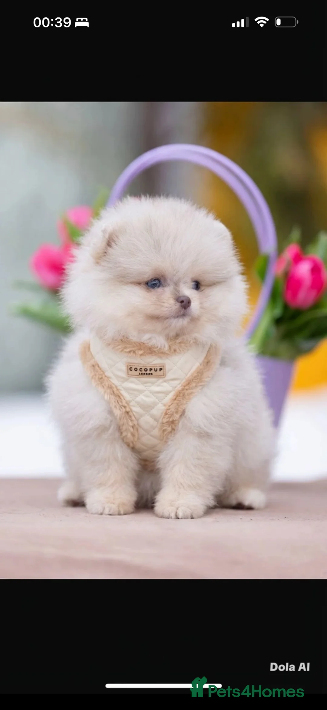 Pomeranian dogs for stud: Lilac Merle  in Airdrie - Advert 2
