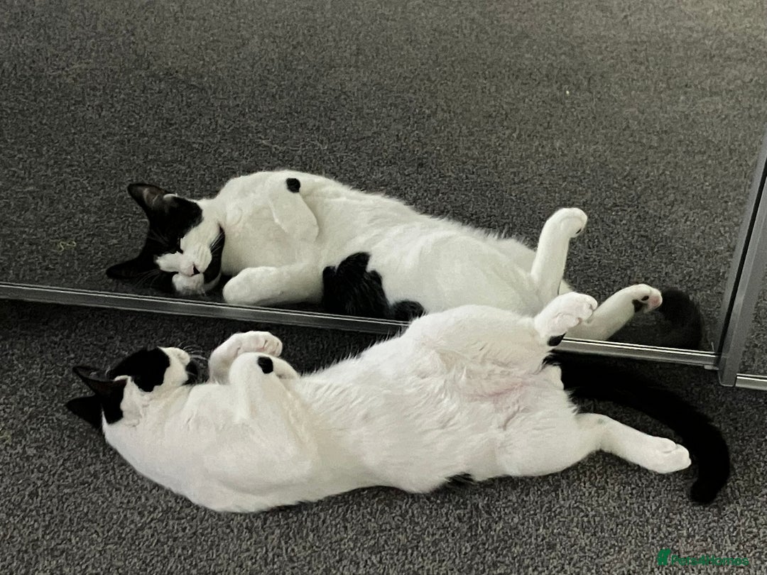 Manx cats for sale: Cookie - Advert 3