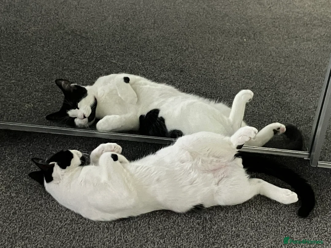 Manx cats for sale: Cookie - Advert 3