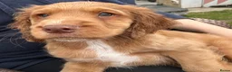 Cocker Spaniel dogs for sale: Health tested working cockers - Advert 4