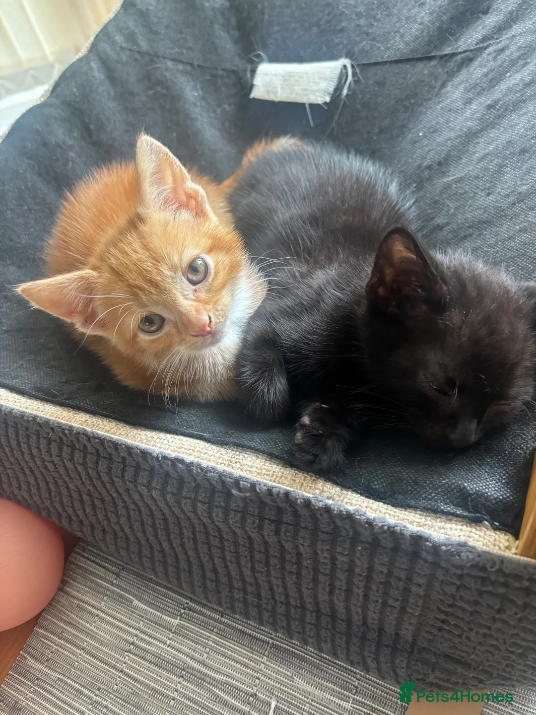 Mixed Breed cats for sale: Miss Lauren  in Manchester - Advert 1