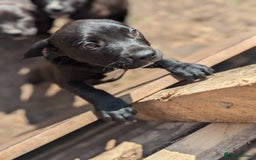 Mixed Breed dogs for sale: Lovely springer spaniel/Staffordshire bull terrier - Image 3