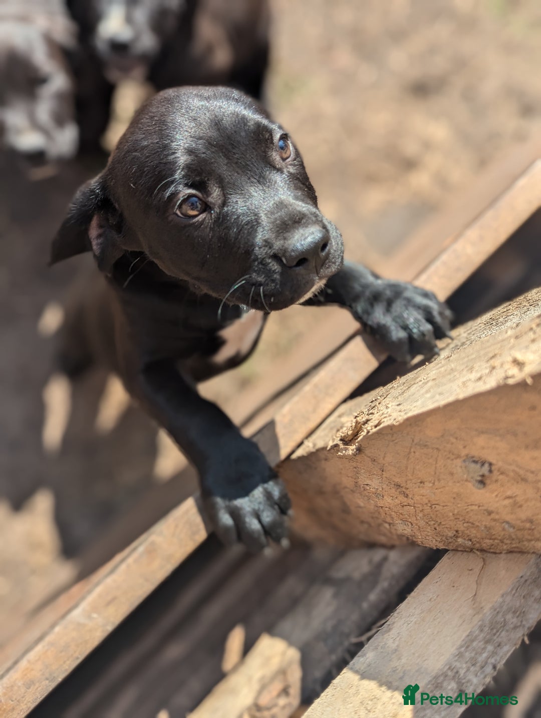Mixed Breed dogs for sale: Lovely springer spaniel/Staffordshire bull terrier - Image 3