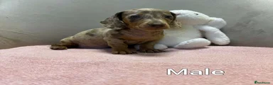 Miniature Dachshund 2