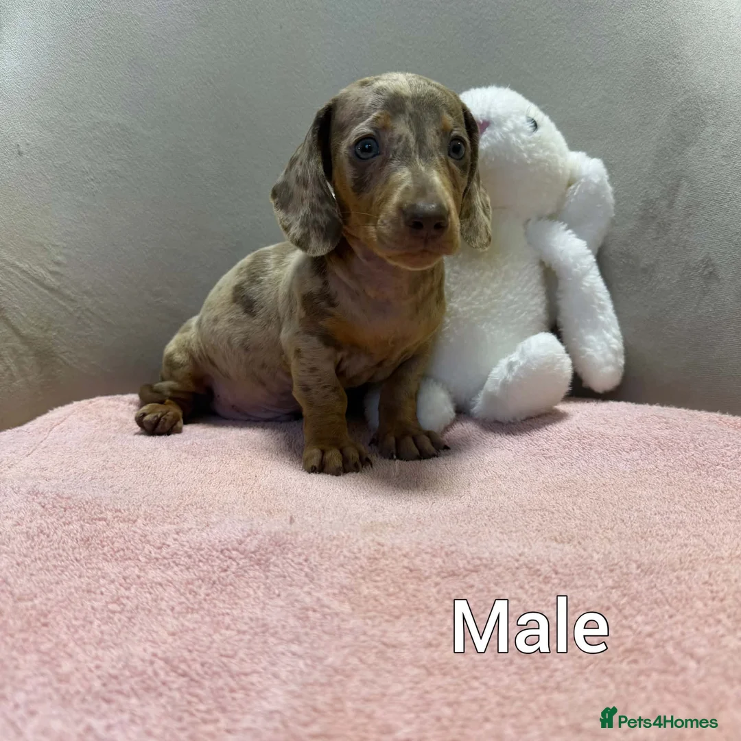 Miniature Dachshund dogs for sale: Miniature dachshund  - Advert 2