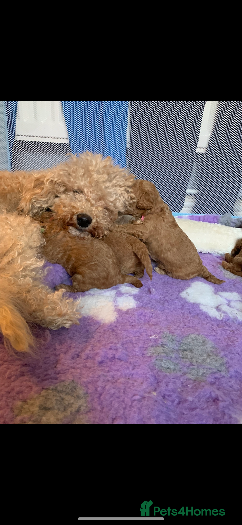 Cavapoo dogs Toy Cavapoo puppies - Advert 1