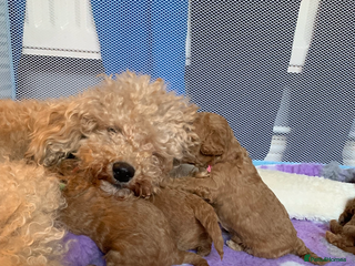 Cavapoo dogs Toy Cavapoo puppies - Advert 15