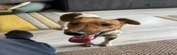 Fox Terrier dogs for adoption: Sweet William needs LOVE - Advert 6