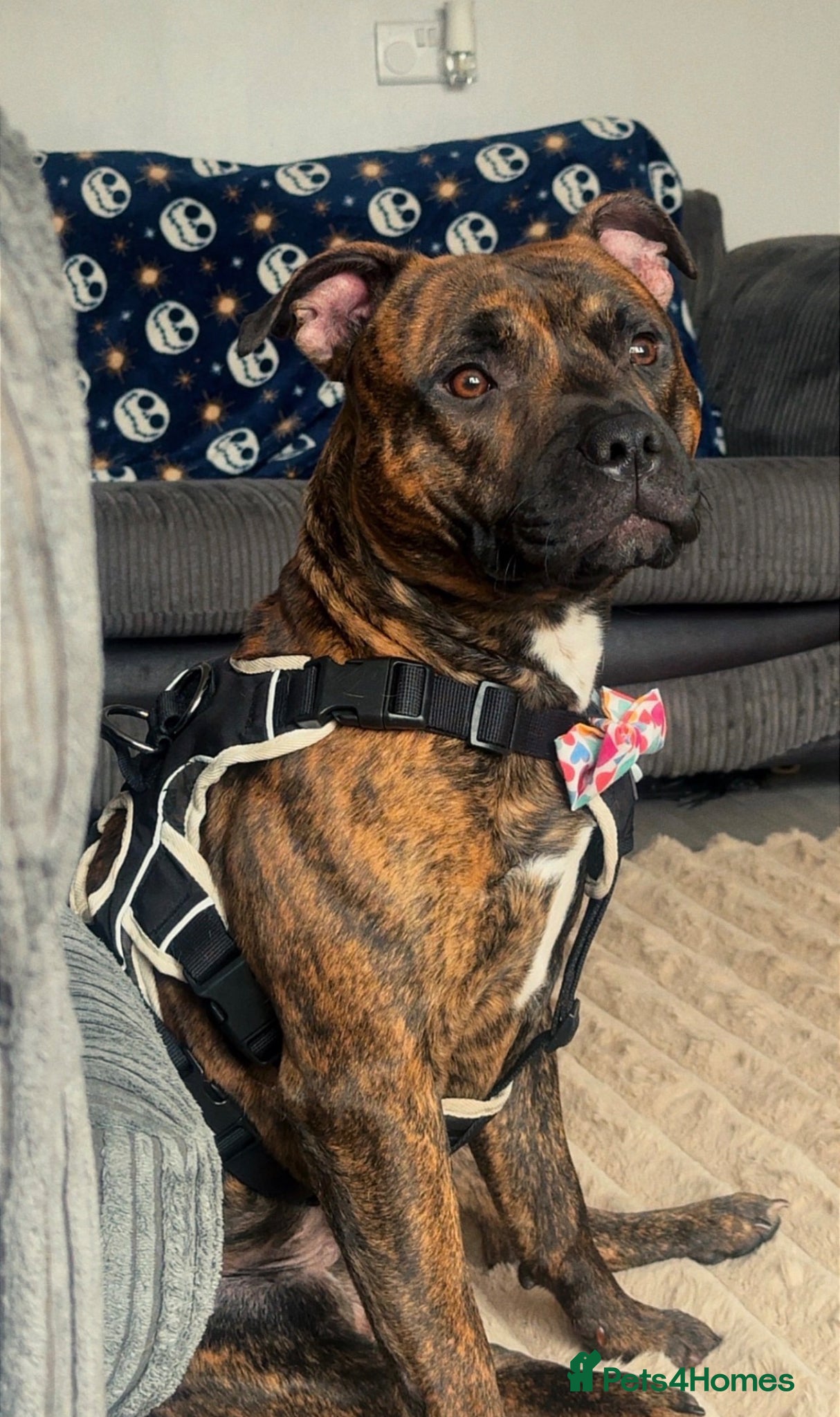 Staffordshire Bull Terrier dogs Male Staffordshire Bull Terrier For Stud - Advert 12