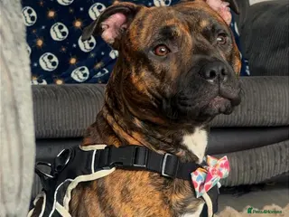 Staffordshire Bull Terrier dogs Male Staffordshire Bull Terrier For Stud - Advert 12