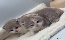 British Shorthair cats for sale: PEDIGREE REGISTERED CHUNKY BRITISH SHORTHAIRS  - Image 5