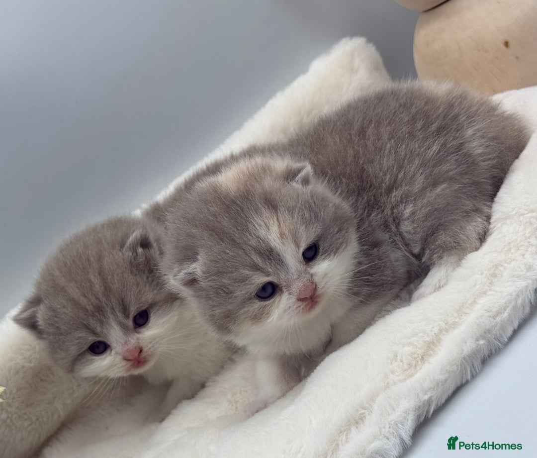 British Shorthair cats for sale: PEDIGREE REGISTERED CHUNKY BRITISH SHORTHAIRS  - Image 5