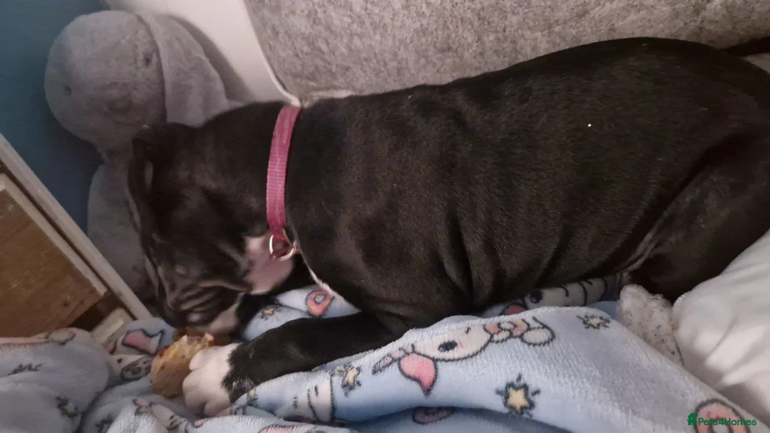 Mixed Breed dogs for sale: Here is karma  - Advert 5
