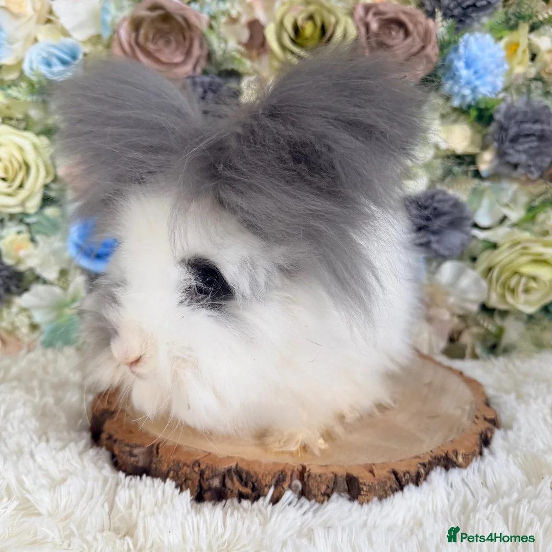 Angora rabbits for sale: Vaccinated Angoras ~ Ready Now in Plymouth - Advert 8