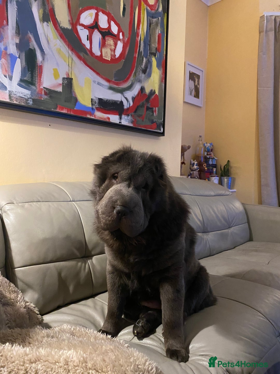Shar Pei dogs for adoption: Lovely Sharpei bear coat looking for forever home - Image 5
