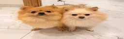 Pomeranian dogs for sale: 2 fluffy Pomeranians for sale  - Advert 23