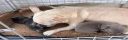 Chihuahua dogs for sale: Stunning Chihuahua pups - Advert 5