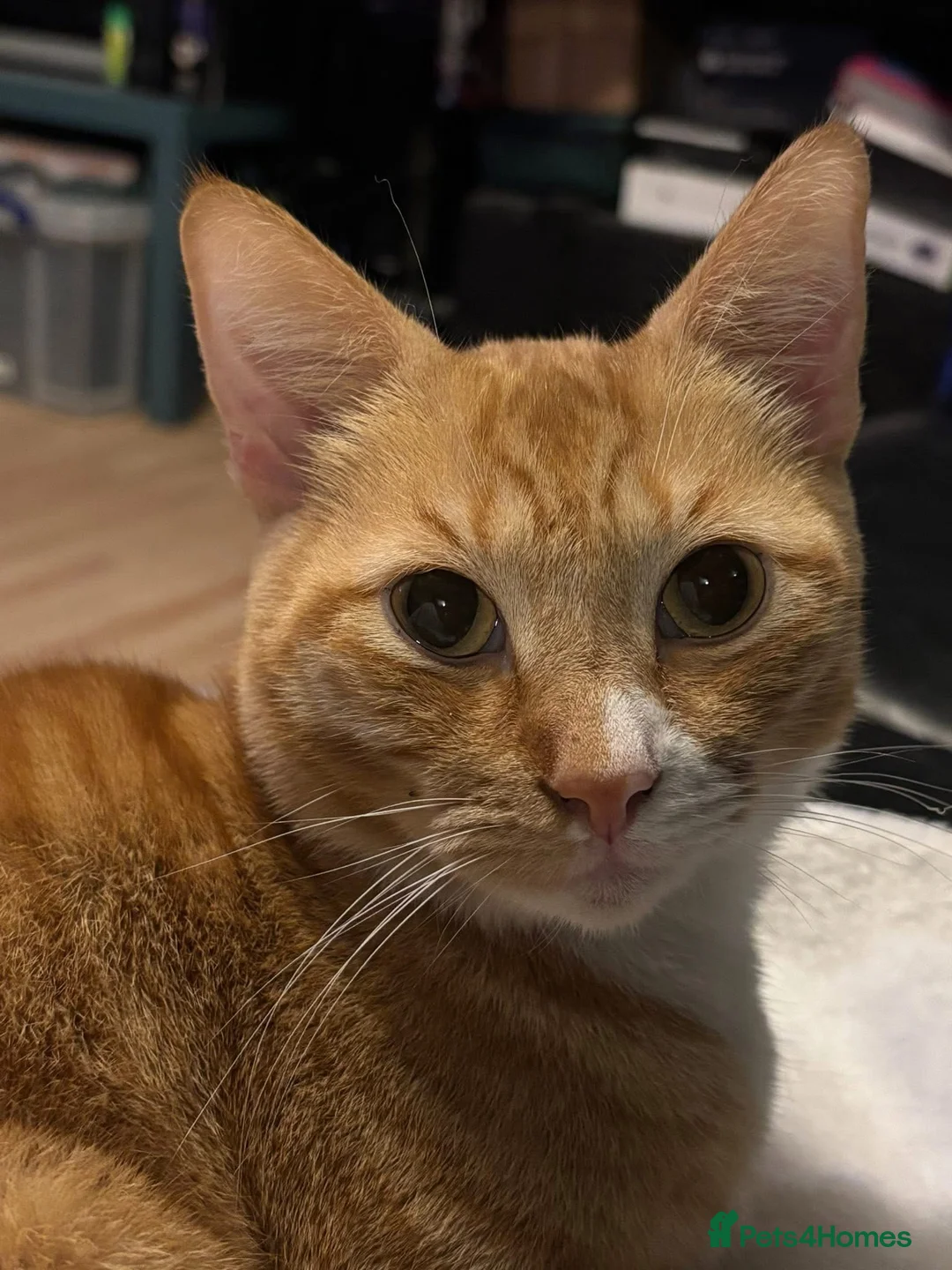 Mixed Breed cats for sale: Loving ginger cat looking for home - Advert 2