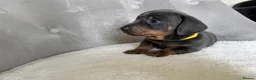 Miniature Dachshund dogs for sale: Miniature Dachshund - Advert 11