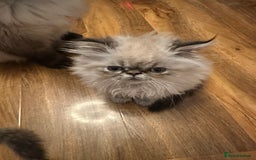 Persian cats for sale: Persian kittens  - Image 3