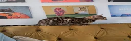 Bengal cats for sale: Bengal Kittens in Liverpool - Advert 1
