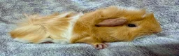 Guinea Pig rodents for sale: Beautiful Guinea Pigs Available - Advert 10