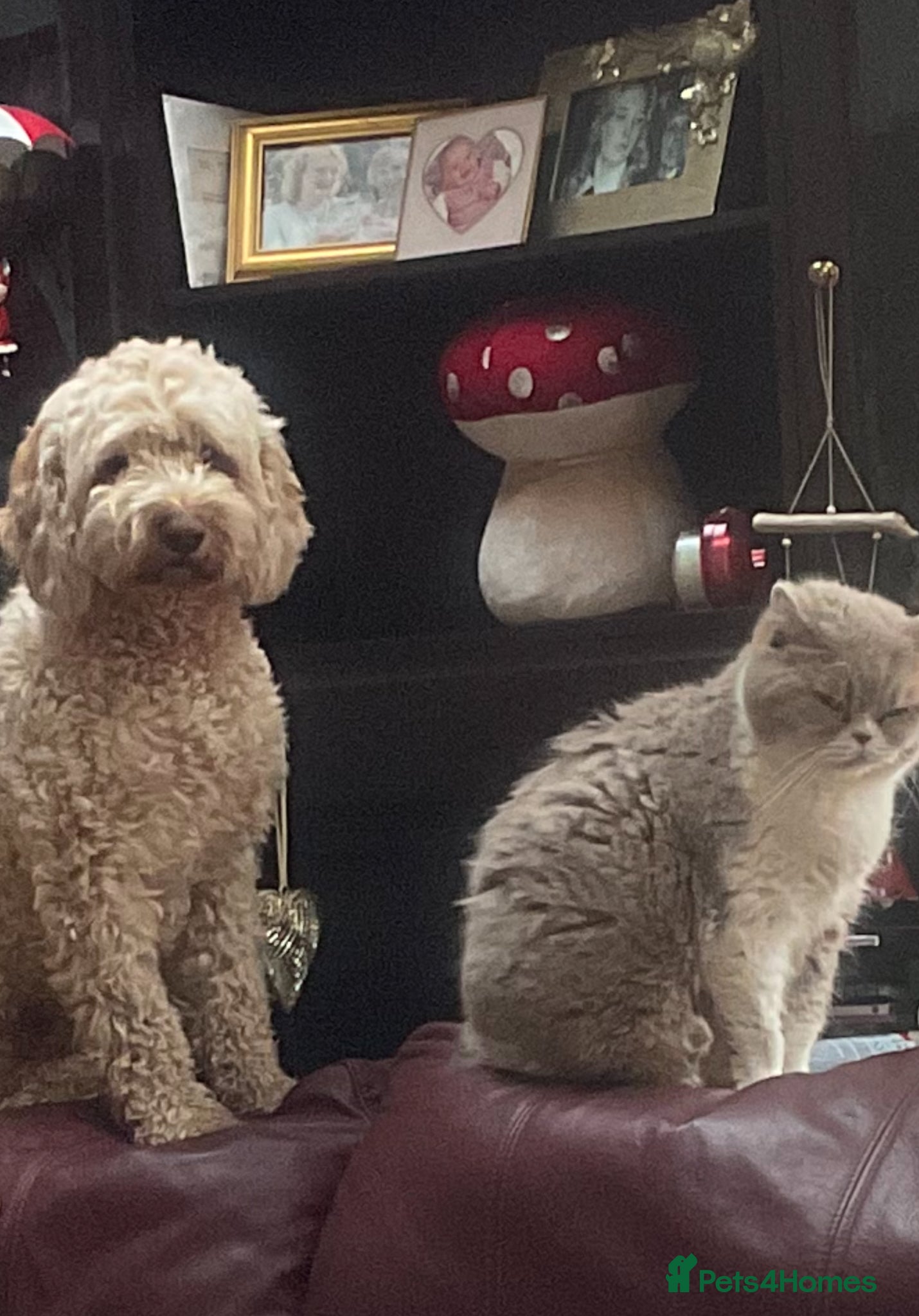 Cockapoo dogs for sale: Cookerpoo puppies  - Advert 1