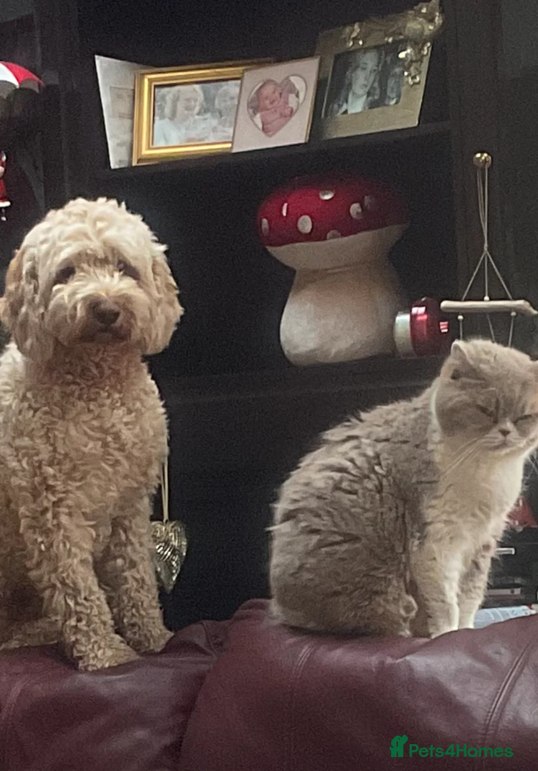 Cockapoo dogs for sale: Cookerpoo puppies  - Advert 1