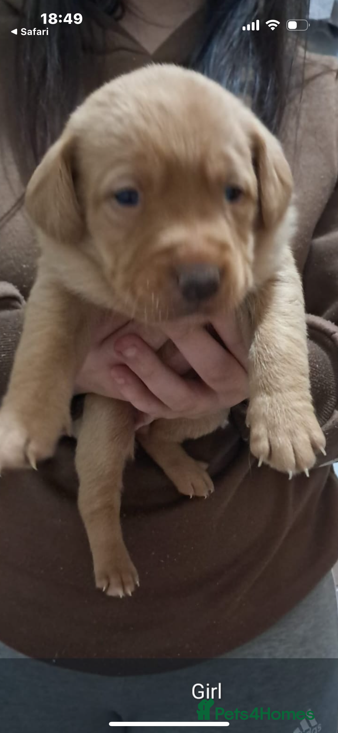 Labrador Retriever dogs for sale: Litter of 8 Labrador puppies  - Advert 15