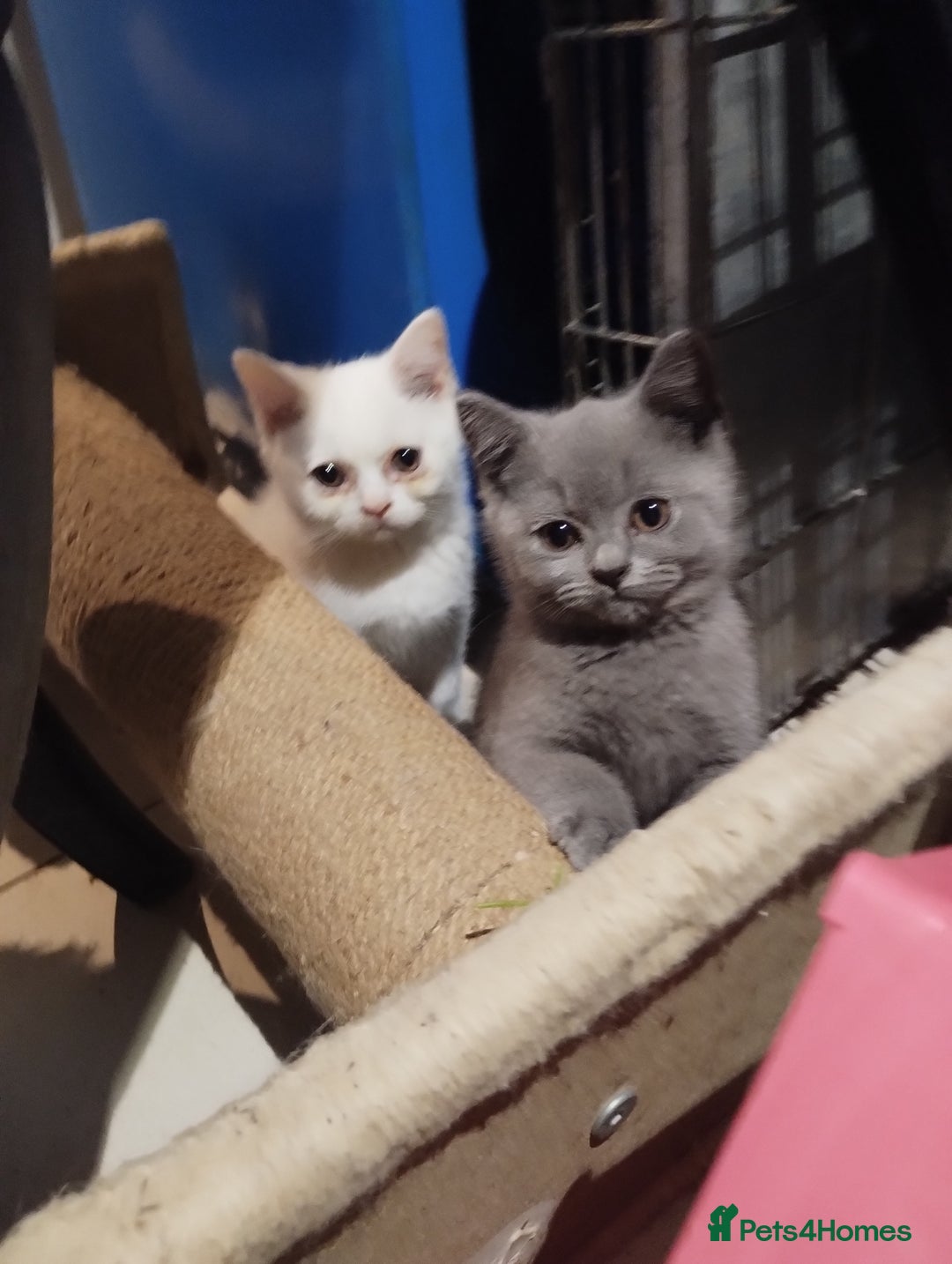 British Shorthair cats for sale: 4x British Shorthair vaccinated, microchipped. - Image 7