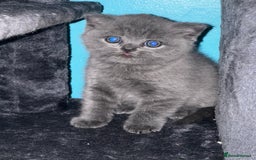 British Shorthair cats for sale: Pure bred British shorthair kittens ( final price) - Image 5