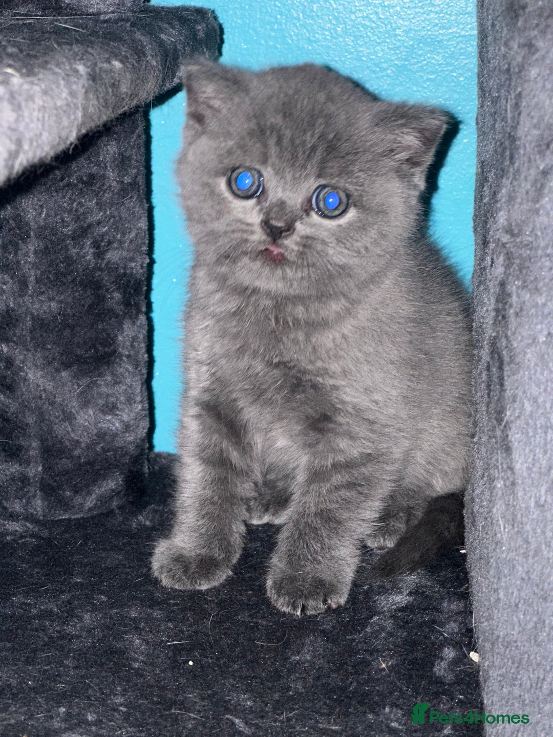 British Shorthair cats for sale: Pure bred British shorthair kittens ( final price) - Image 5