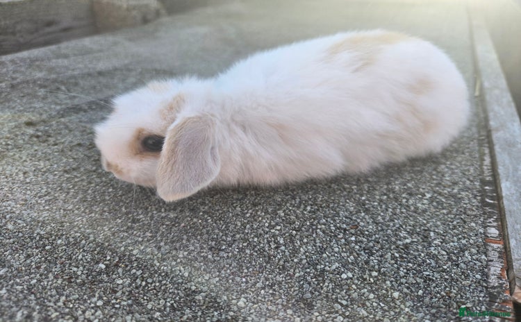 Mini Lop rabbits - Advert 14