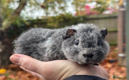 Guinea Pig rodents for sale: Baby guinea pigs - Advert 3