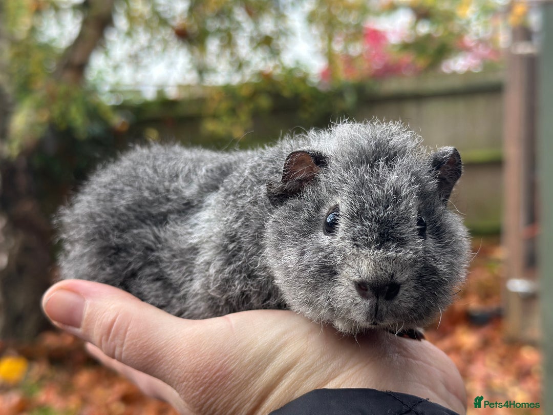 Guinea Pig rodents for sale: Baby guinea pigs - Advert 3