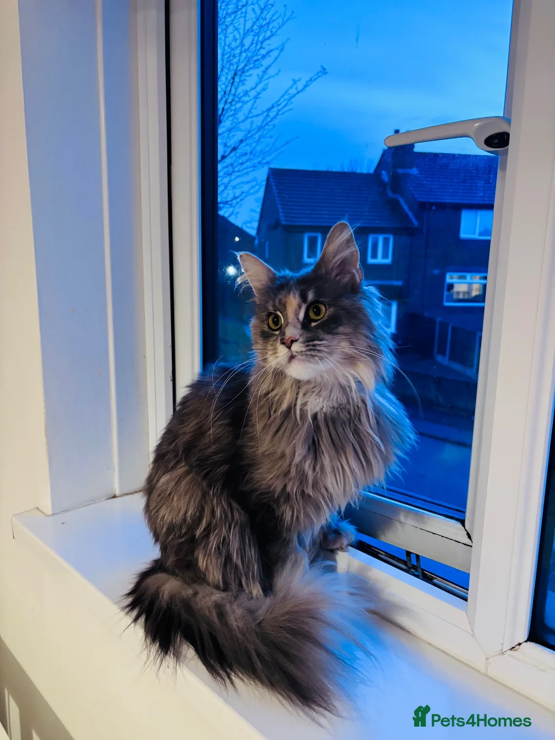 Maine Coon cats for sale: Cream Tabby Maine Coon Male Ready Now  - Advert 2