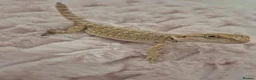 Bearded Dragon reptiles for sale: 100%Het Zero Bearded Dragon baby's  - Advert 12