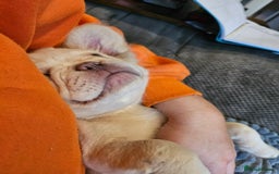 French Bulldog dogs for sale: Absolutely stunning fluffy frenchie  - Image 7