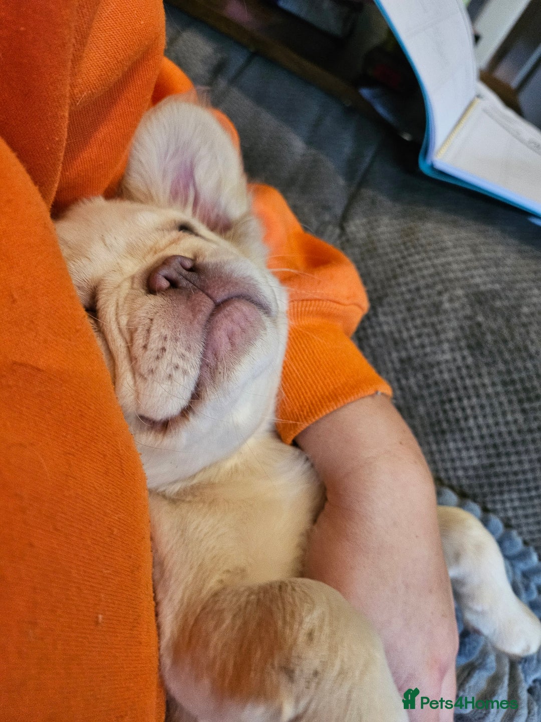 French Bulldog dogs for sale: Absolutely stunning fluffy frenchie  - Image 7
