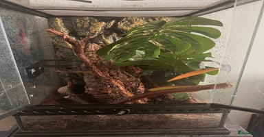 Gecko reptiles - Advert 3