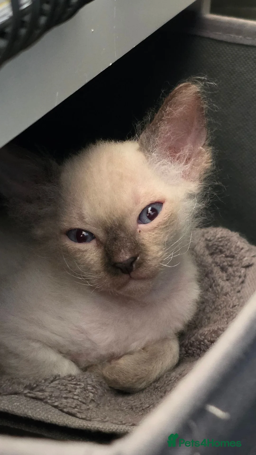 Sphynx cats for sale: Sphynx kittens 1 male 1 female left - Advert 3