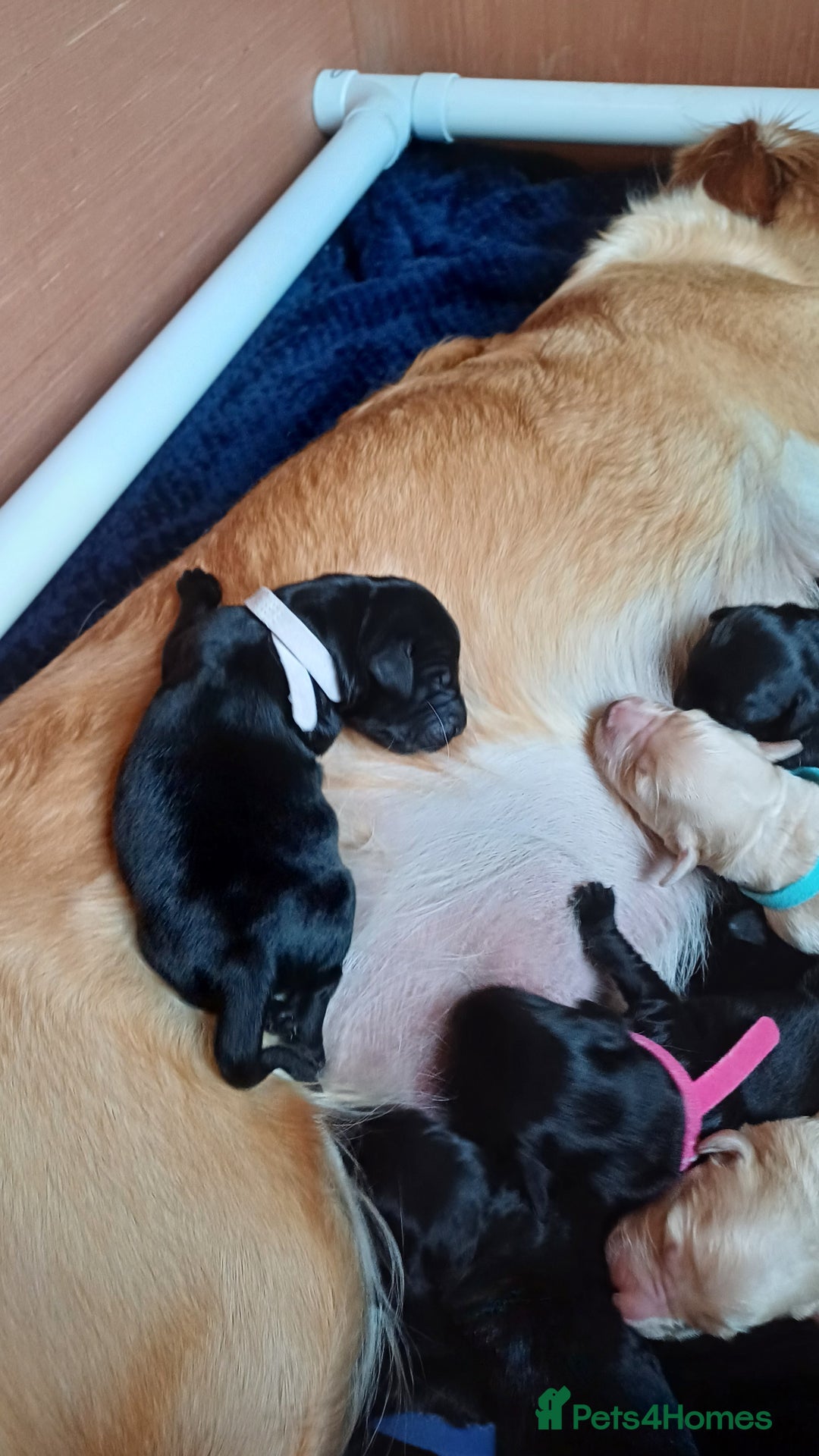 Goldendoodle dogs for sale: Goldendoodles. Family pets - Advert 24