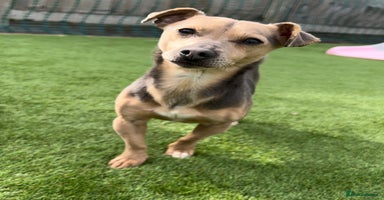 Jack Russell dogs in Doncaster - Advert 10